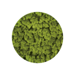 Crumble Dry Matcha